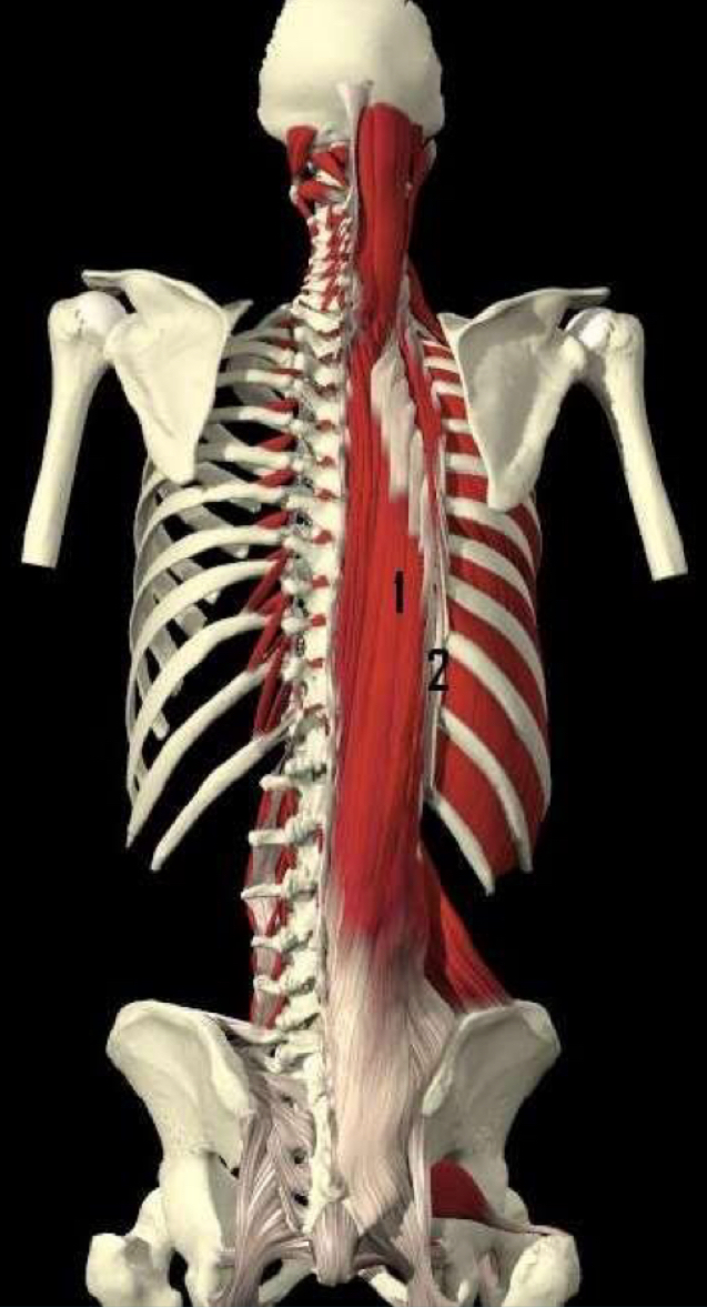 <p>Delen van de erector spinae</p>