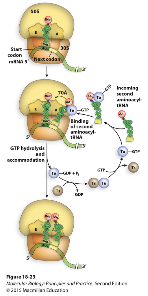 <ul><li><p>3 elongation factors in bacteria </p><ul><li><p>EF-Tu</p></li><li><p>EF-Ts</p></li><li><p>EF-G</p></li></ul></li><li><p>Tu and Ts helps with binding of new tRNA with aa and peptidyl transferase reaction </p><ul><li><p>transfer new aa on growing peptide chain</p></li><li><p>if tRNA has wrong anti-codon it gets rejected</p></li></ul></li></ul>