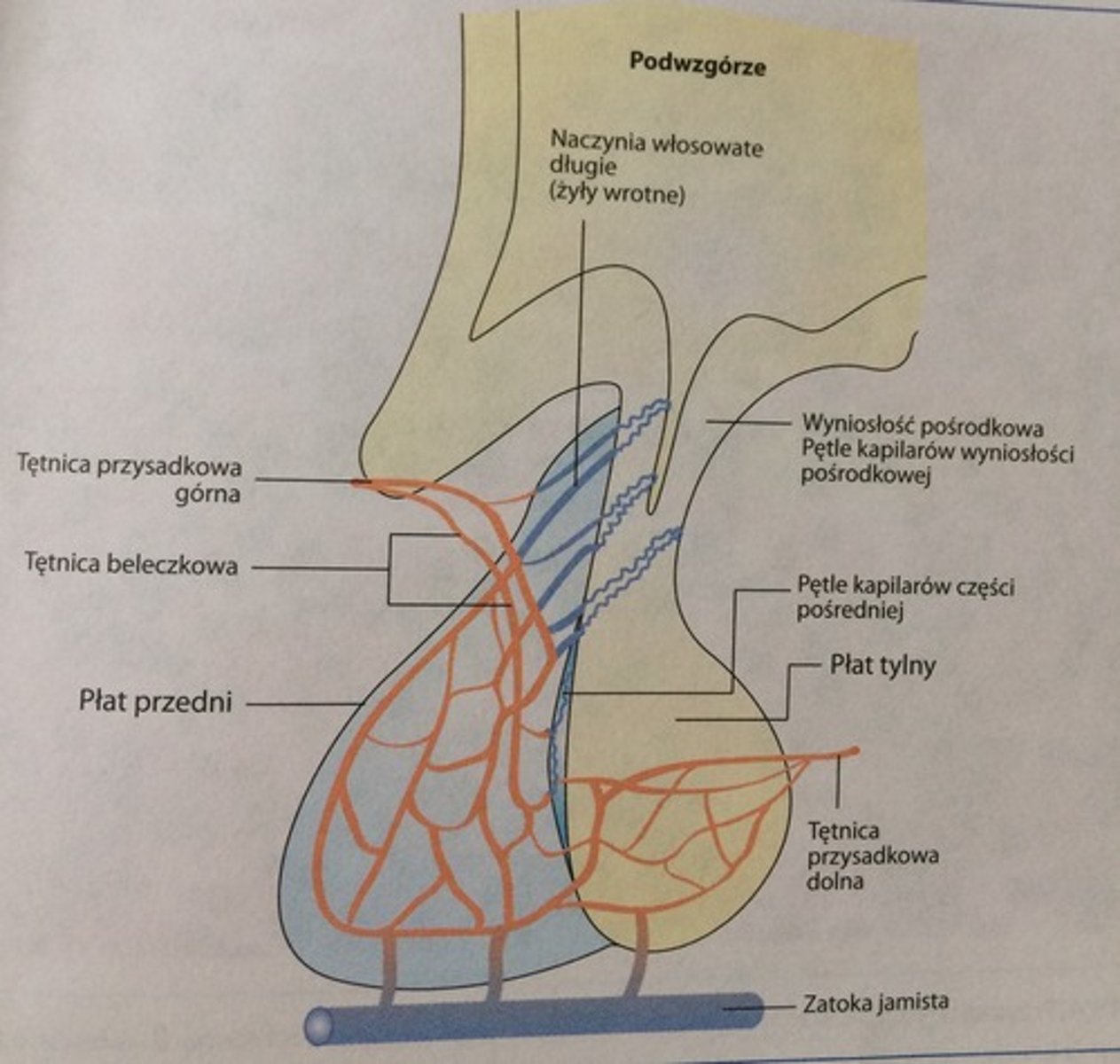 <p>krew dopływa do przysadki przez t. przysadkowe górne i dolne. Tętnica przyśrodkowa górna daje odgałęzienia przechodzące w sieć naczyń włosowatych w cz. guzowej przysadki, wyniosłości przyśrodkowej i trzonie lejka. Stąd odchodzą długie naczynia włosowate, biegnące do sieci naczyń włosowatych płata przedniego przysadki. Od t. przysadkowej górnej odchodzi t. beleczkowa, która w cz. pośredniej daje sieć n. włosowatych. </p><p>Od t. przysadkowej dolnej odchodzą odgałęzienia przechodzące w sieć naczyń włosowatych płata tylnego. Z tej sieci oraz z sieci przysadki gruczołowej krew odpływa do zatoki jamistej. </p>