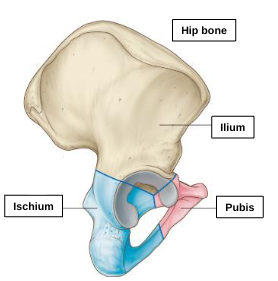 <p>ilium </p>