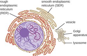 <p>Endoplasmic reticulum with no ribosomes where fat is produced.</p>