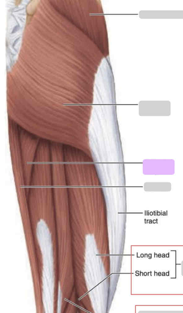 <p><span>Posterior thigh (superficial)</span></p>