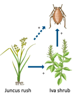 <ul><li><p>when a consumer is indirectly helped by a <strong>positive</strong> interaction between its prey and another species</p></li></ul>