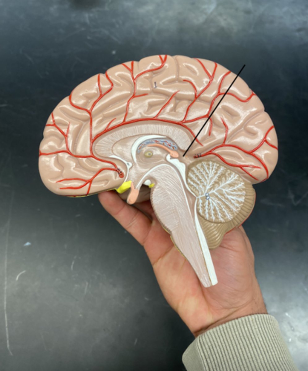 <p>.produces melatonin, a hormone that helps regulate the body's sleep-wake cycle (circadian rhythm), especially in response to light and darkness.</p>