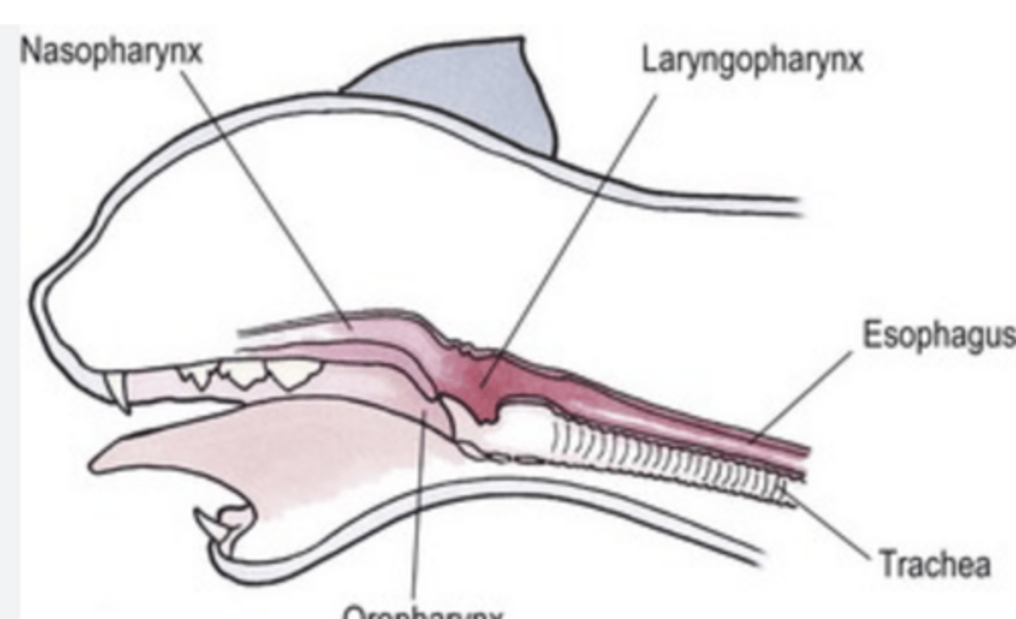<p>______________:Mediates air passage from the nasal cavity to the larynx (connects the nose to the larynx)</p>