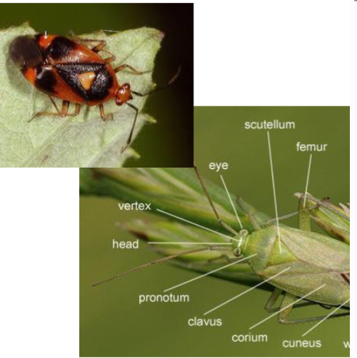 <p>Name the family</p>