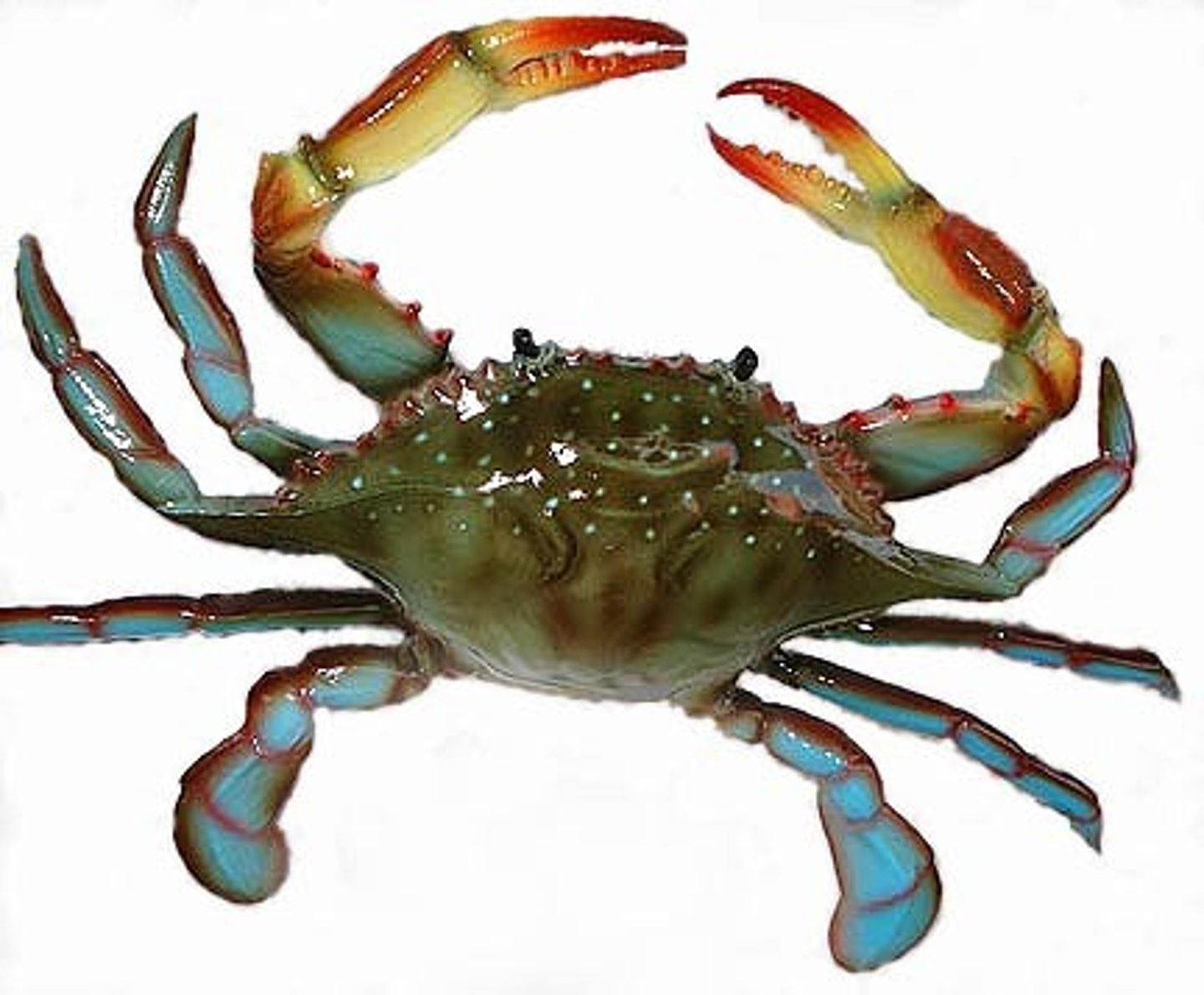 <p>Shrimp, lobsters, crabs, barnacles, ostracods</p><p>Phylum Arthropoda</p>