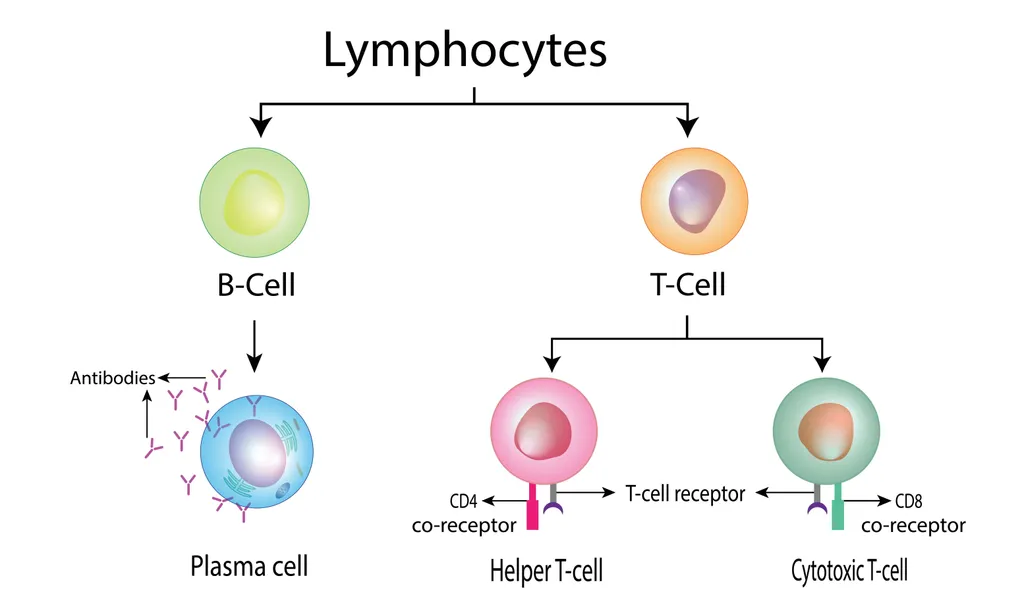 <p><span style="color: blue"><strong>T Cells</strong></span></p><ul><li><p><span style="color: green"><strong>Helper</strong></span><strong> T Cells</strong></p></li><li><p><span style="color: green"><strong>Cytotoxic ( Killer ) </strong></span><strong>T Cells</strong></p></li></ul><p></p>