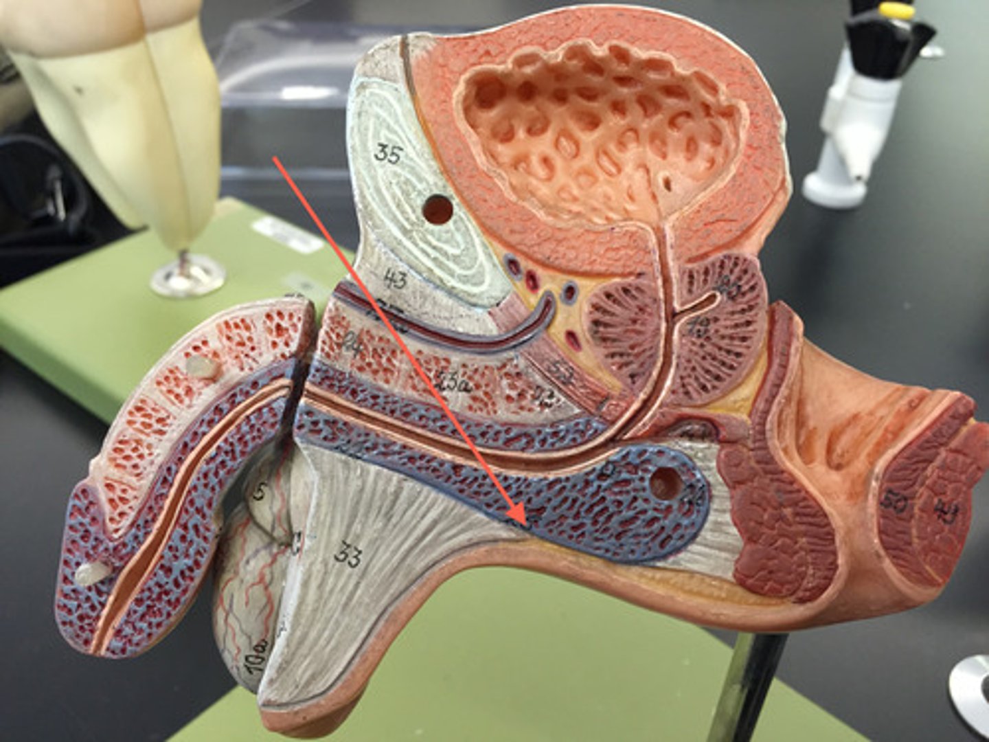 <p>lines the penile urethra, keeps urethra open during ejaculation</p>