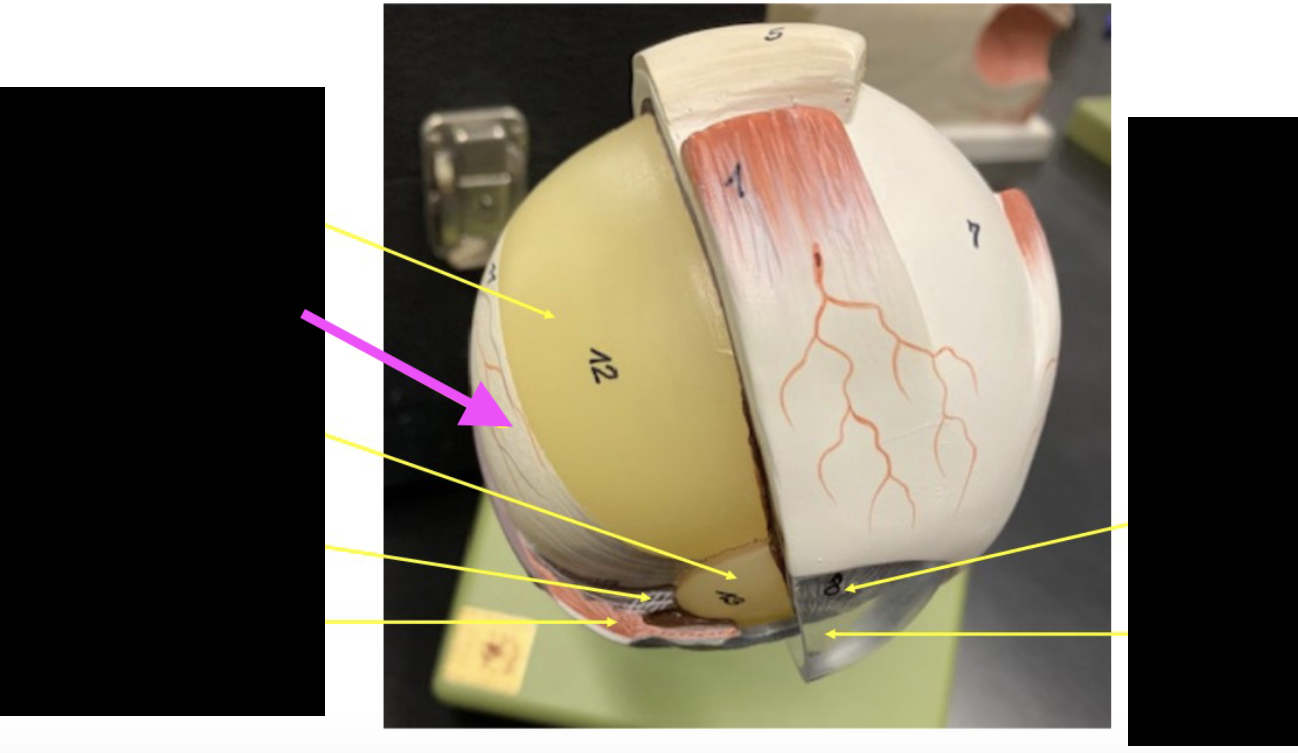 <p>what is this part of the eye?</p>