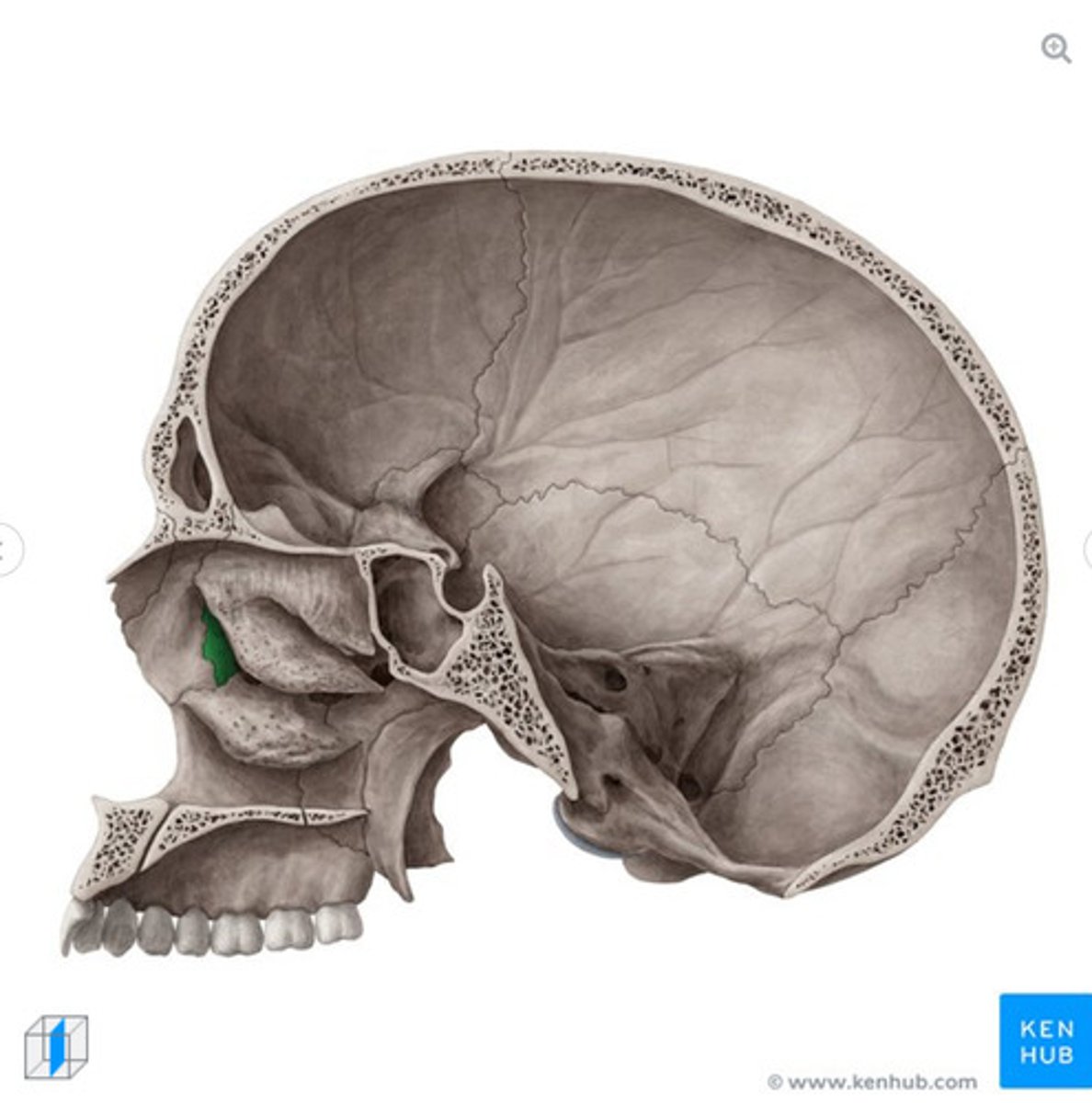 <p>What bone is this?</p>