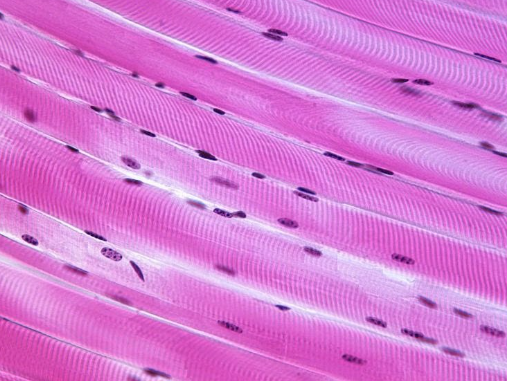 <ul><li><p>found attached to bones</p></li><li><p>functions to help animals move</p></li></ul><p></p>