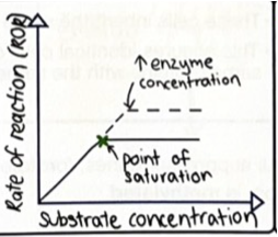 <p><span>As substrate concentration increases, rate of reaction increases to a point. </span><strong><span>Plateaus</span></strong><span> as all enzyme active sites are full.</span></p>
