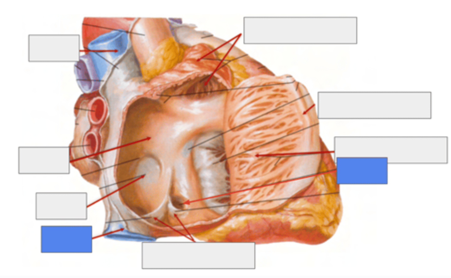 <p>Inferior cava vein (left)</p><p>Coronary sinus (right)</p><p>Both of them with a valve for entry</p>