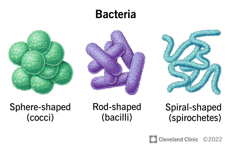 * single-celled microorganisms that can be found in various environments, including soil, water, and the human body. 
* They are prokaryotic organisms, lacking a nucleus and other membrane-bound organelles. 
* While some are harmful and can cause diseases, many others are beneficial and are used in industries like food production and medicine.
* can have different shapes, including spherical (cocci), rod-shaped (bacilli), and spiral (spirilla). 
* They reproduce through binary fission, a process where one cell divides into two identical daughter cells.