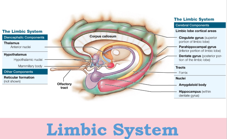 <p>Emotion Center, basic emotional states</p><ul><li><p>works with hypothalamus </p></li><li><p><strong>link conscious funct of cerebrum to automatic functs of brainstem </strong></p></li><li><p>memory, storage, retrieval </p></li></ul><p></p>