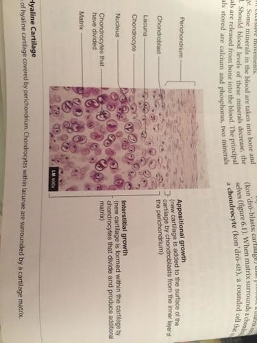 <p>1. Appositional growth</p><p>-involves addition of new cartilage to the outside of existing cartilage tissue</p><p>-chondroblasts from the inner layer of the perichondrium lay down new matrix and add new chondrocytes to the outside of the tissue</p><p>-ossification of osteoblasts for the formation of bone</p><p>2. Interstitial growth</p><p>-adds new cartilage to spaces within existing cartilage</p><p>-chondrocytes within the tissue divide and add more matrix between existing cells</p><p>*****bone is incapable of interstitial growth</p>