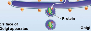 <p>The Endomembrane System step 2</p>