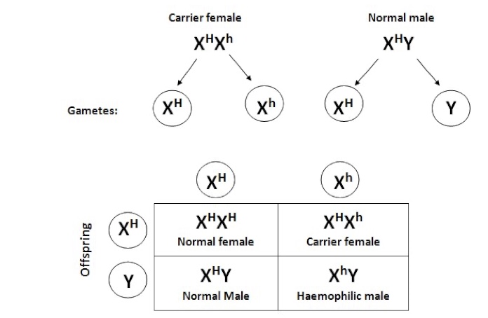 <ul><li><p><span>Haemophilia is a genetic disorder whereby the body’s ability to control blood clotting (and hence stop bleeding) is impaired.​</span></p></li><li><p><span>The formation of a blood clot is controlled by a cascade of coagulation factors whose genes are located on the X chromosome.​</span></p></li><li><p><span>When one of these factors becomes defective, fibrin formation is prevented - meaning bleeding continues for a long time.​</span></p></li><li><p><span>Different forms of haemophilia can occur, based on which specific coagulation factor is mutated (e.g. haemophilia A = factor VIII.</span></p></li></ul>