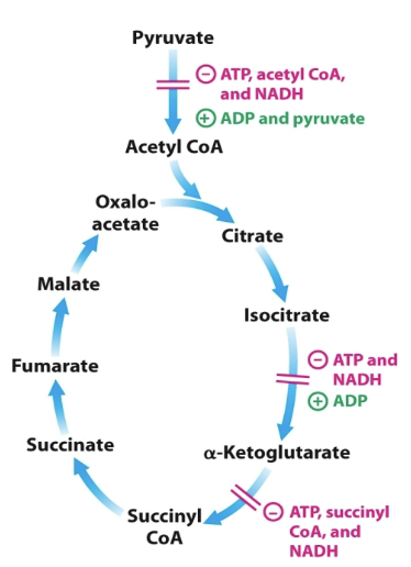 <ul><li><p><strong>Substrate Availability</strong></p><ul><li><p>Acetyl-CoA and Oxaloacetate</p></li></ul></li><li><p><strong>Product Inhibition</strong></p><ul><li><p>ATP, NADH, citrate…</p></li></ul></li><li><p><strong>Competitive Feedback succinyl-CoA</strong></p></li><li><p>Key control points</p><ul><li><p>The reactions catalyzed by <strong>isocitrate dehydrogenase</strong> and <strong>α-ketoglutarate dehydrogenase</strong></p></li></ul></li></ul><p></p>