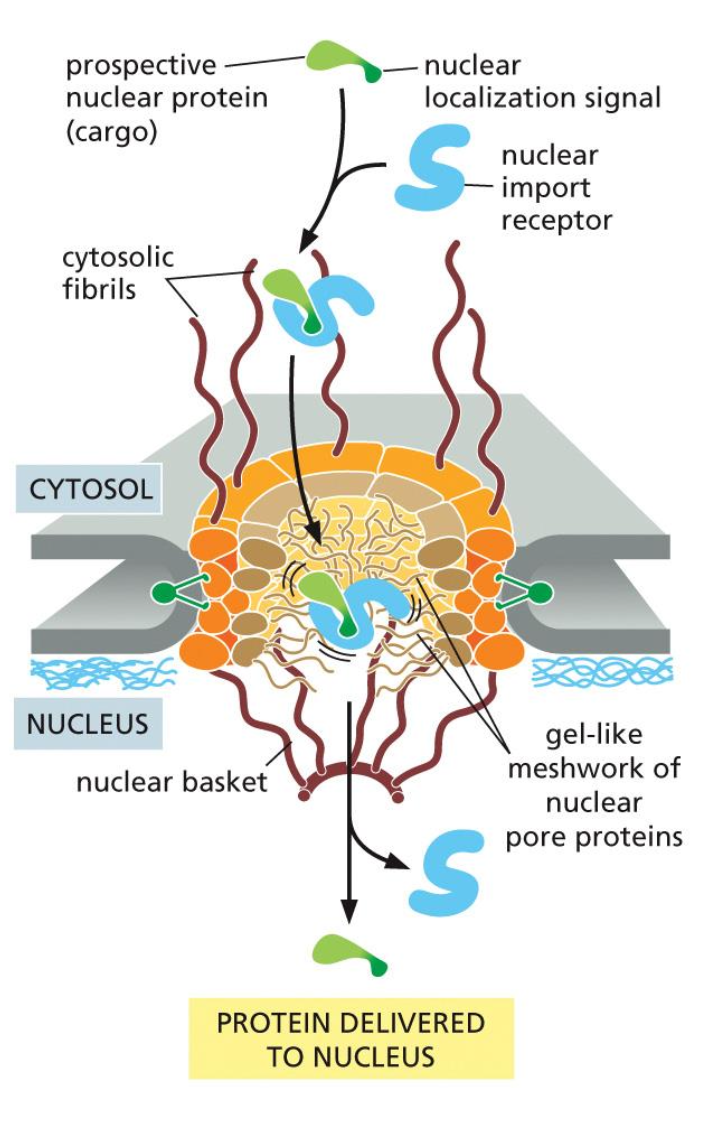 <ul><li><p>To import a protein from the cytosol to the nucleus we first have the prospective nuclear protein which has a nuclear localisation signal, which indicates that a protein needs to be transported into the nucleus. This signal is received by a nuclear import receptor, which binds to the signal.</p></li><li><p>Now this complex can be taken in the nucleus. This is done with help of the cystolic fibers, which help the proteins into the cell, which has a inter membrane space such as a gel like mesh network of nuclear proteins.</p></li><li><p>Once the protein is in the nucleus, the receptor detaches and the protein can be transported to where it needs to be.</p></li></ul><p></p>