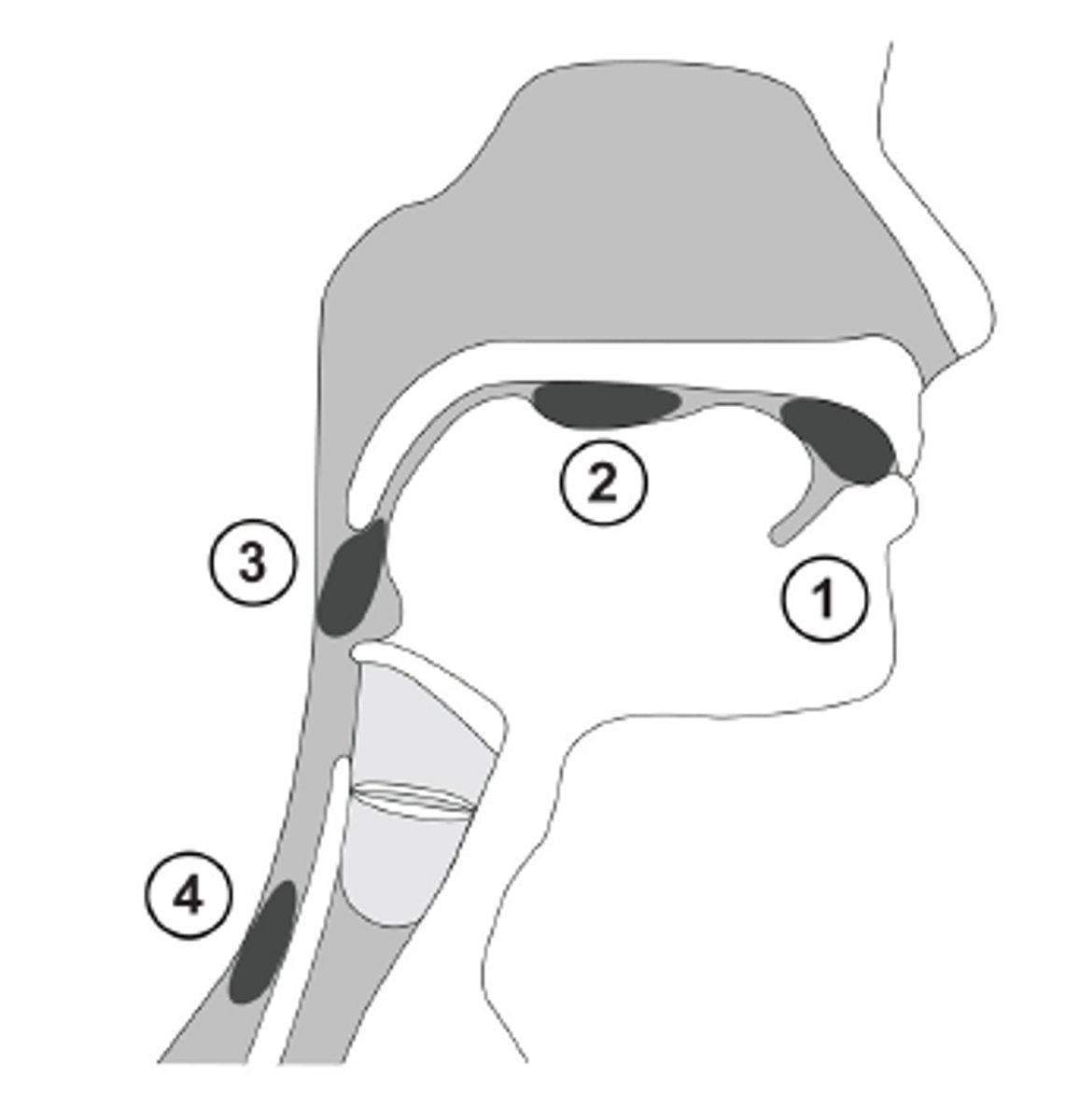 <p>1) pre-oral phase</p><p>2) oral phase</p><p>3) pharyngeal phase</p><p>4) esophageal phase</p>