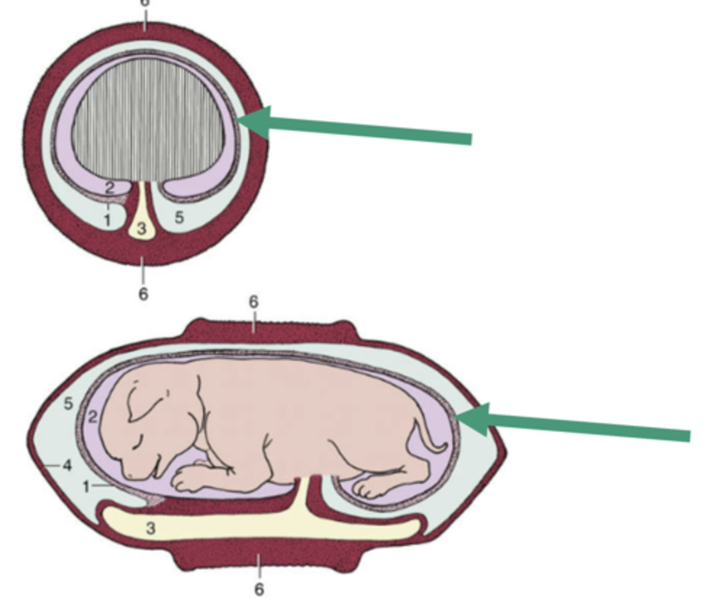 <p>amnion</p>