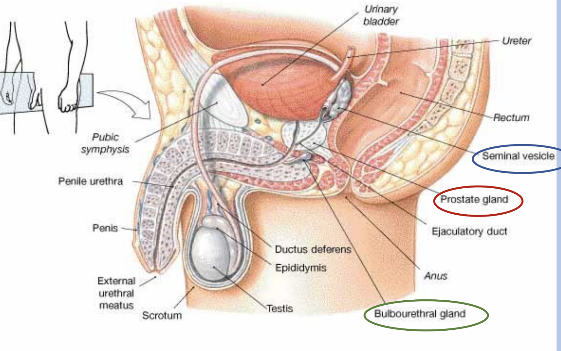 <p>produce seminal fluid</p><ol><li><p>seminal vesicles</p></li><li><p>prostate gland</p></li><li><p>bulbourethral glands/cowper glands</p></li></ol><p></p>