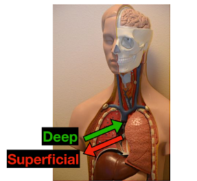 <p>farther away from the surface of the body</p>