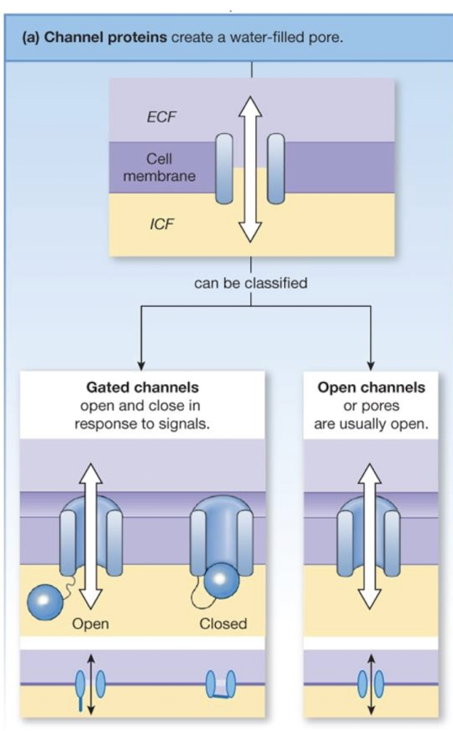 <ul><li><p>used only for facilitated diffusion</p></li><li><p>allows non-permeable molecules (e.g. ions or glucose) to passively cross the membranes</p></li><li><p>allows permeable molecules (like water) to diffuse across the membrane more quickly (e.g. aquaporins)</p></li></ul><p></p>