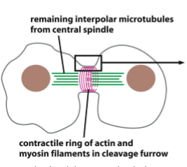 <ol><li><p>during anaphase - begins to asemble at the plane of the metaphase plate (in part due to activation of formins) </p></li><li><p>after anaphase - contractile ring begins to constrict via acto-myosin contraction similar to that in muscle </p></li><li><p>ring constricts → maintains the same thickness suggesting that its total volume and number of actin and myosin filaments gradually decreases </p></li></ol><p></p>