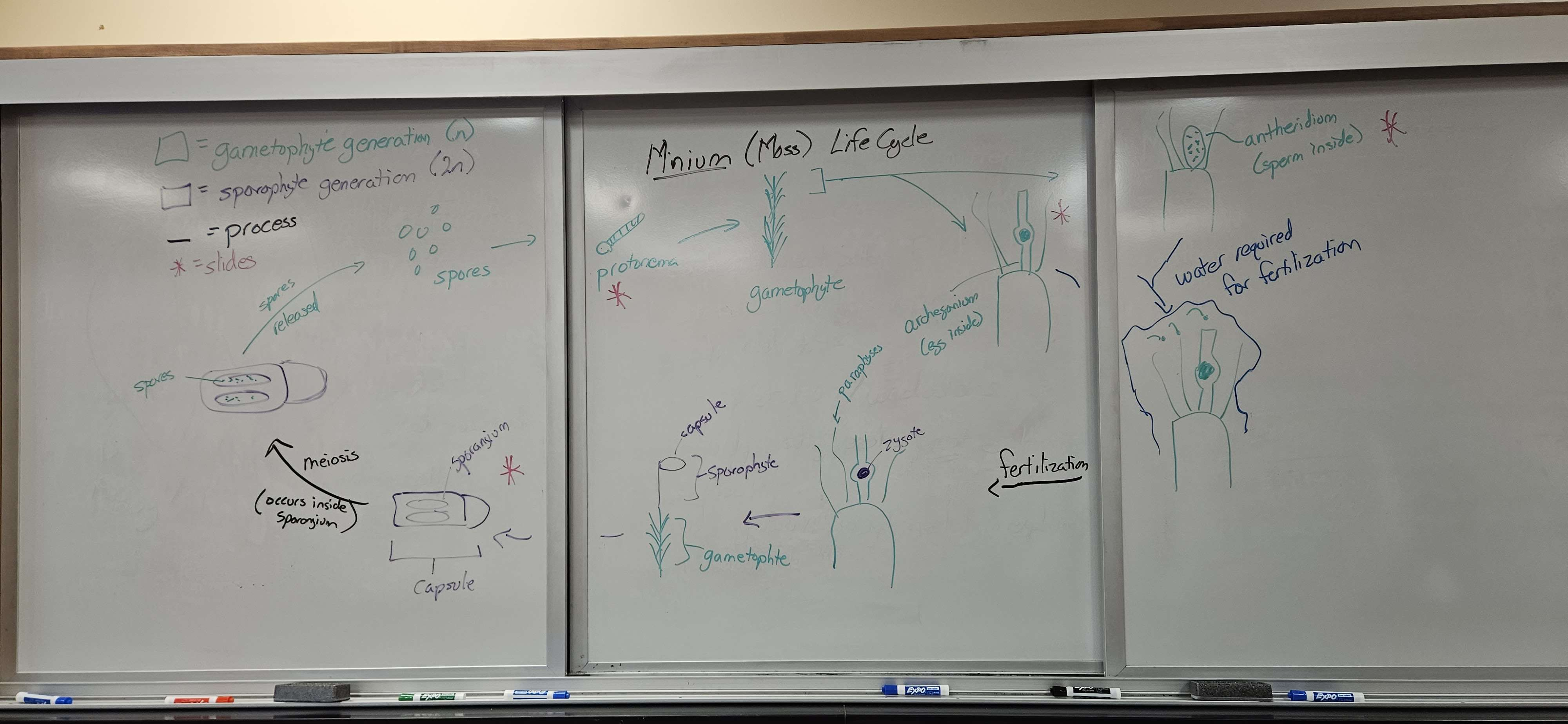 <p>Is the mnium alternation of generations gametophyte dominant or sporophyte dominant?</p>