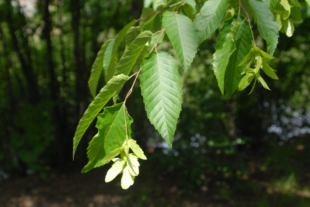 <p>Hop Hornbeam</p>