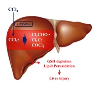 <p>liver cell membrane damage caused by carbon tetrachloride (organic solvent used in dry cleaning in 1900s)</p><p>CCl<span>₄ converted to CCl₃ → cell injury</span></p>