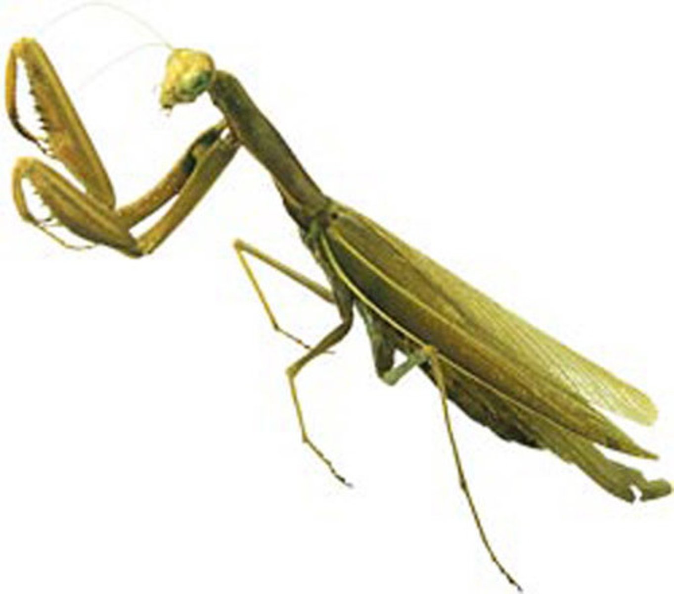 <p>Mantises/mantids</p><p>-Large, elongate</p><p>-Raptorial forelegs</p><p>-Extended pronotum</p><p>-Freely movable head</p><p>-Hemimetabolous</p>
