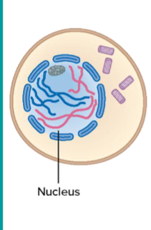 <p>Synapsis and crossing over occurs.</p>