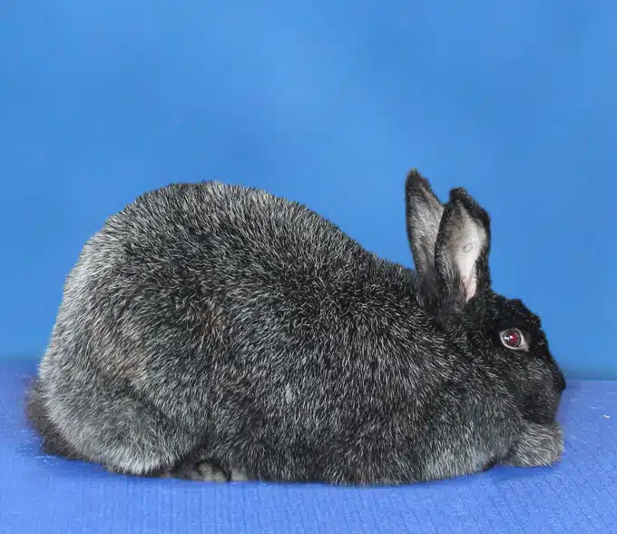 <p>What Breed Am I?</p>