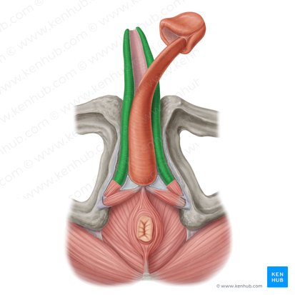 los _______ del pene son las porciones mas posteriores de los cuerpos cavernsoso

\- se insertan las ramas isquiopubianas y pubiana inferior

\- cubiertos por musculo liso