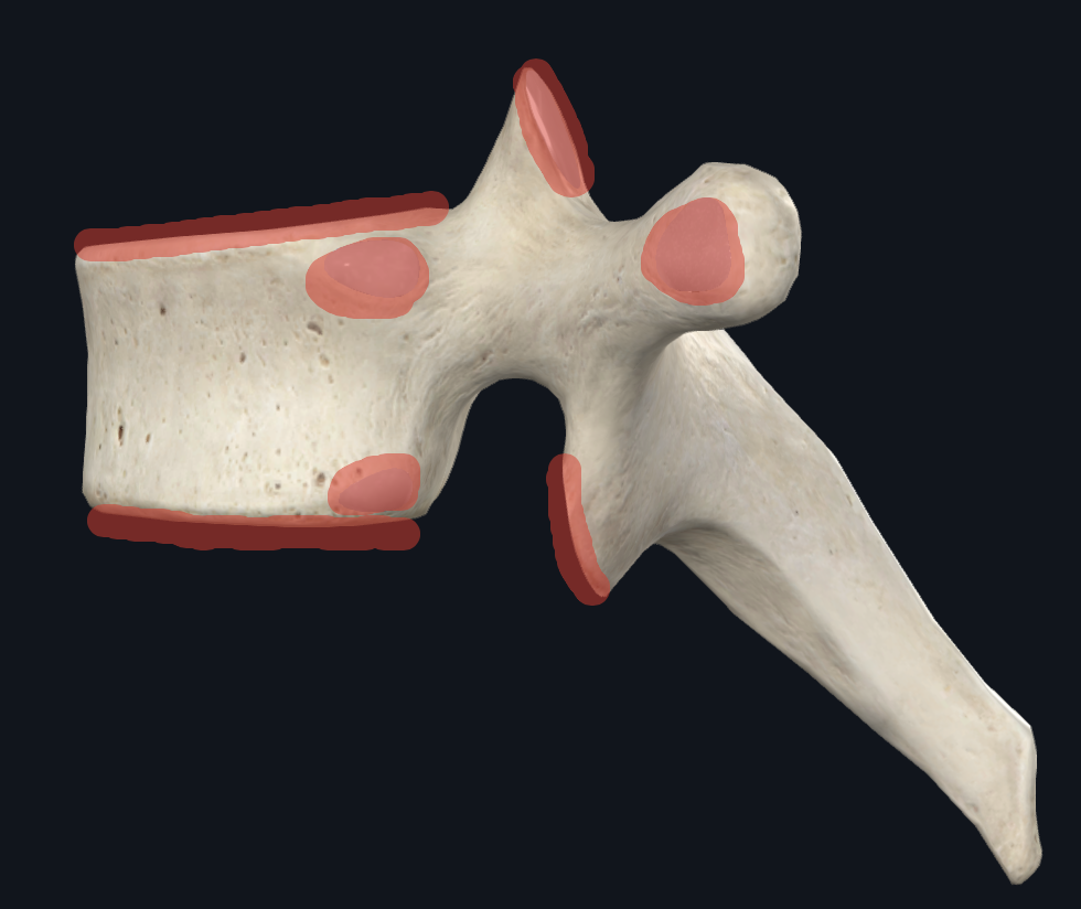 <p>Thoracic Articulating Facets</p>