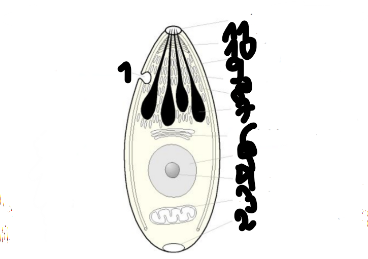 term image