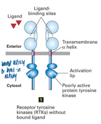 <p>by their ability to stimulate growth, proliferation, differentiation, or survival of cells exposed to extracellular proteins (growth factors) </p>