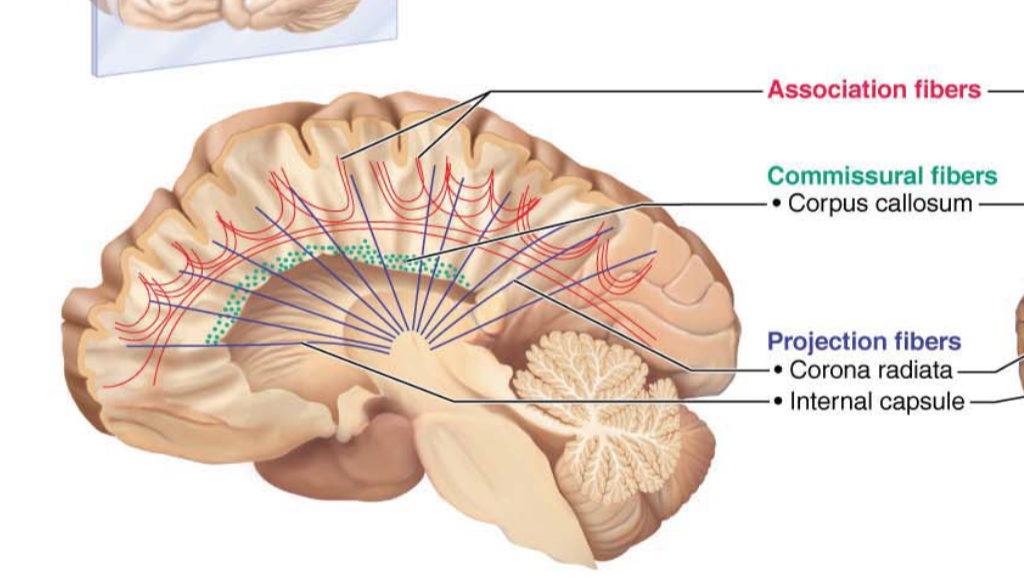 <p>Connect different parts of the same hemisphere </p>