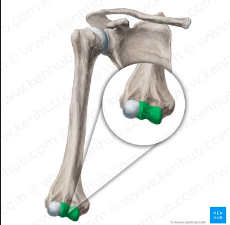 <p>What part of the humerus is this?</p>
