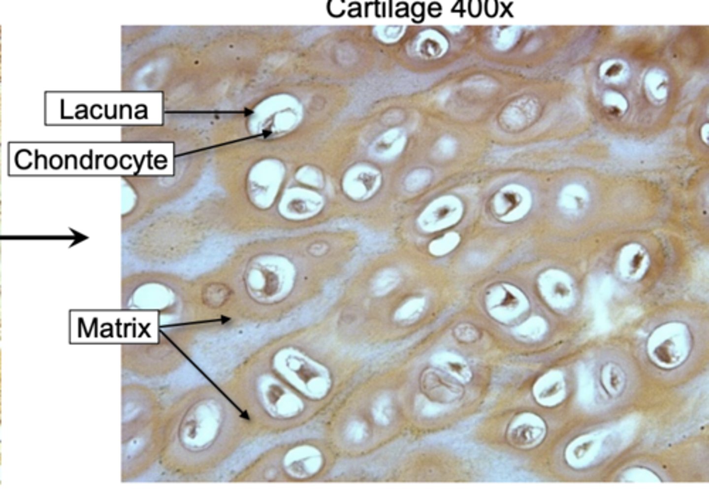 <p>cells that make up the cartilage tissue</p>