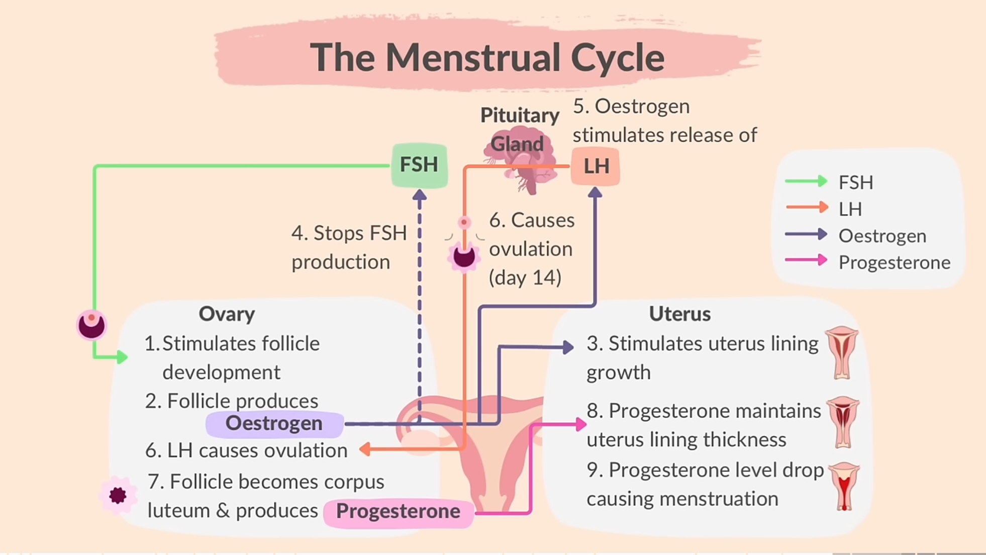 <ol><li><p>The pituitary gland produces FSH which stimulates the development of a follicle in the ovary. 2. An egg develops in the follcile and 3. follicle releases estrogen 4. Stimulates uterus lining growth. 5 inhibits FSH 6. When estrogen rises to a high enough level, it stimulates release of LH from the pituitary gland which causes ovulation around day 14. 7. The follicle becomes corpus luteum and starts producing progesterone. 8. Progesterone maintains the thickness of uterus wall. 9. If egg is not fertilized, corpus luteum breaks down and progesterone levels drops, causing menstruation</p></li></ol><p></p>