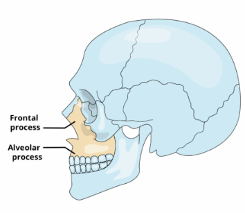 <p>Extend superiorly to the frontal bone and forms part of the lateral aspects of thenose bridge.</p>
