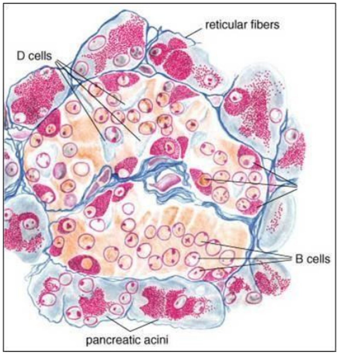 <p>mallory-azan staining</p>