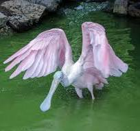 <p>widened or depressed towards the tip </p><p>shoveler </p><p>spoonbill </p>