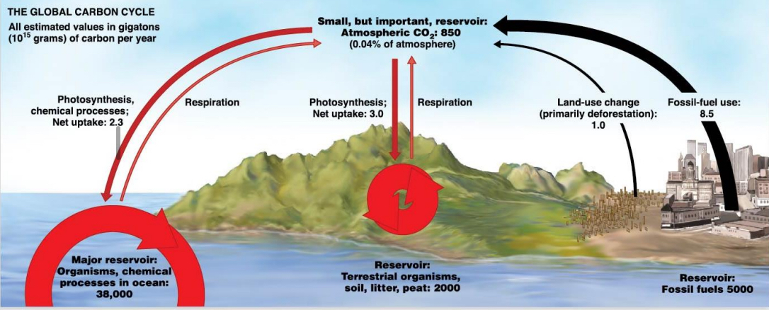 <p>The Carbon Cycle</p><ul><li><p>Major carbon reservoirs?</p><ul><li><p>Bios____, fos___ fu____ (organic) &amp; atm____, and oc___ (inorganic: CO2, H2CO3)</p></li></ul></li></ul><p></p>