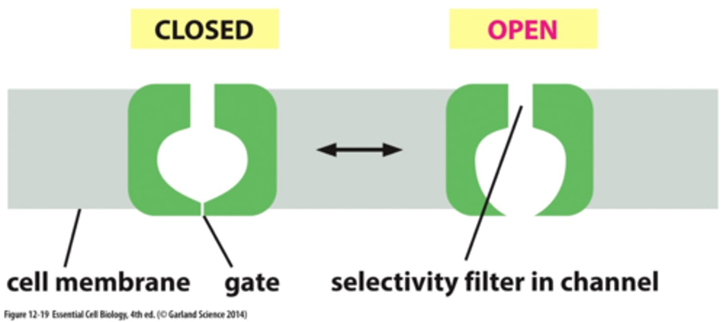 <p>-ion channels are not always open</p><p>-only open when triggered by certain stimuli</p><p>(fluctuate between closed and open conformations)</p>